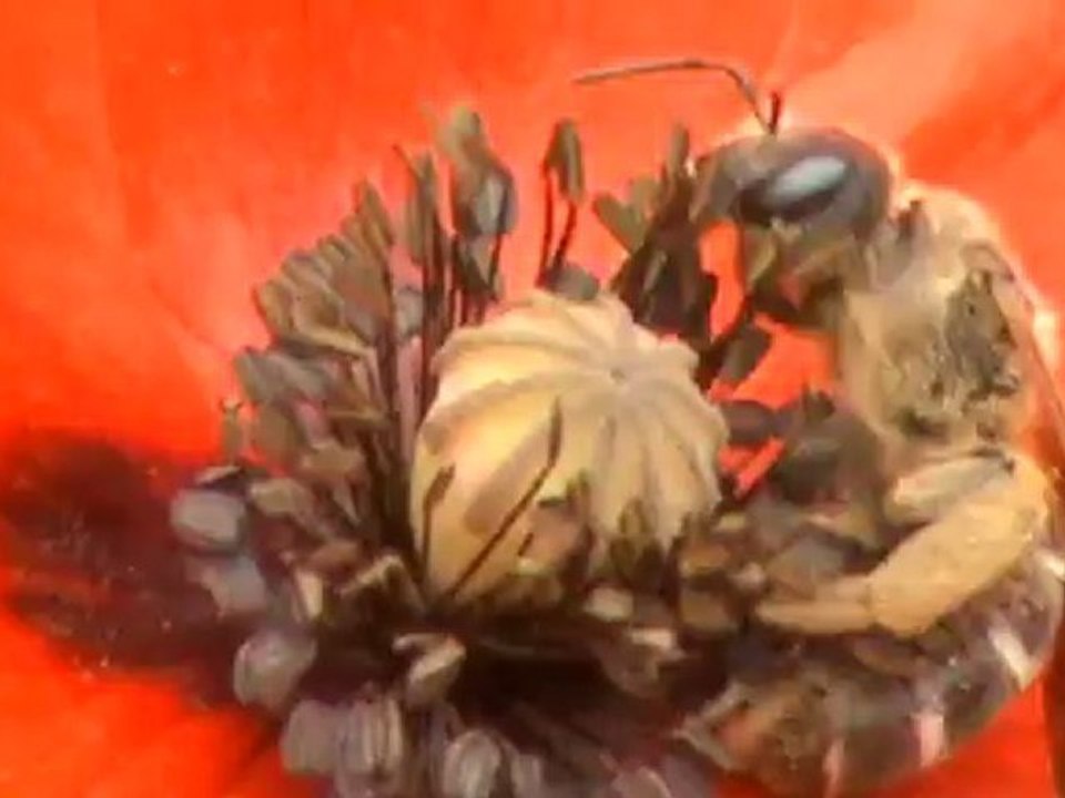 Une abeille dans un coquelicot
