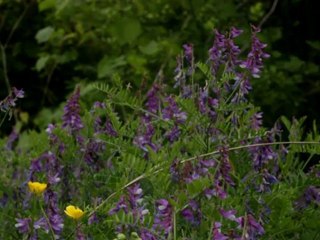 Wild Flowers - Free HD stock footage
