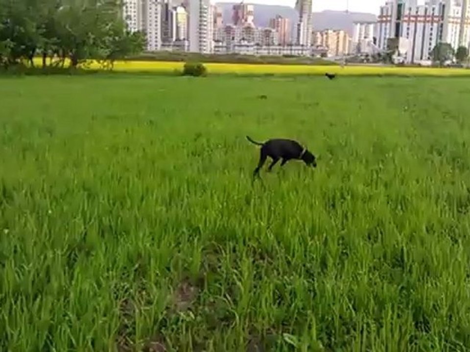 VIDEO0003-0