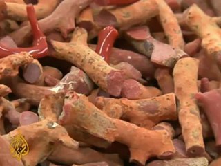 Artisans fear coral trade regulation