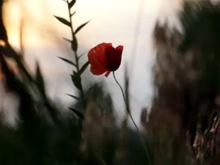 Flower 3 - Free HD stock footage