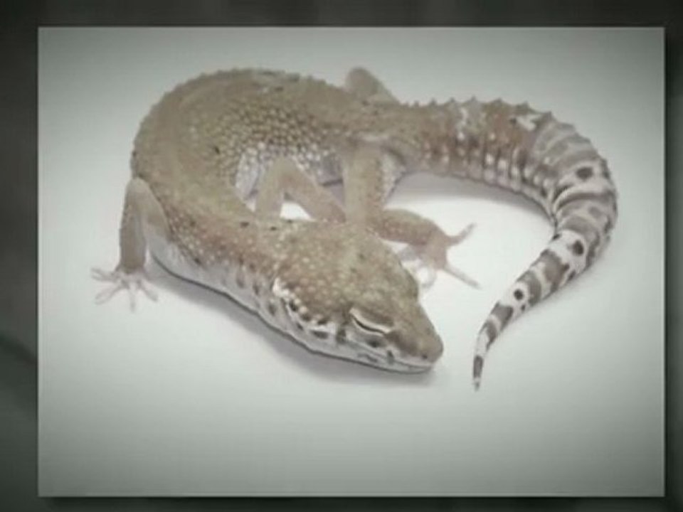 Leopard Geckos morphs www.GammaGeckos.com Leopard Geckos