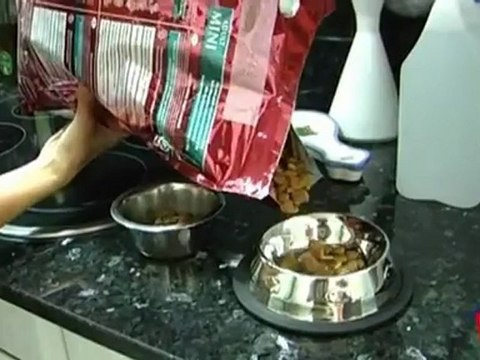 Ingrid Iribarren - Cuidados que debemos tener a los perros de raza pequeña