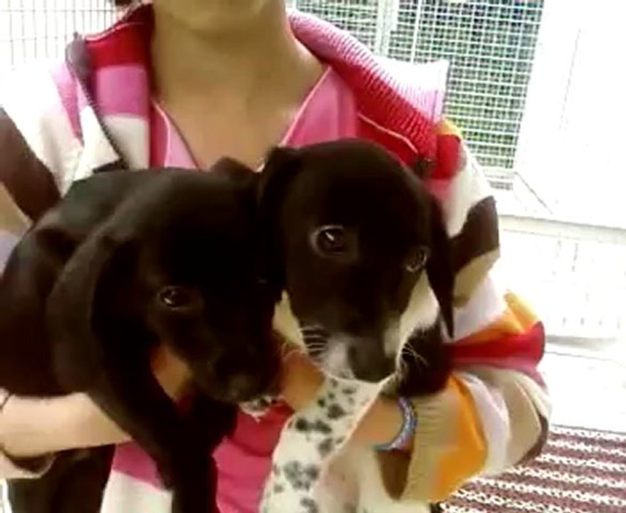 petits teckels croisés de 4 mois arrivés hier au refuge
