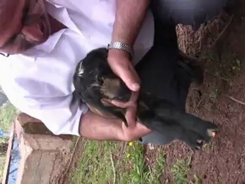 GÜNEYOLUK YAYLAMIZ1