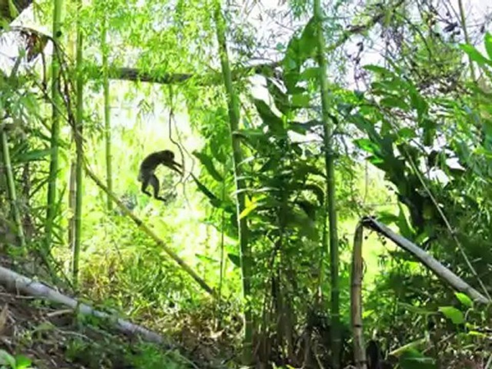 PROLEMUR SIMUS CROSSING!!!
