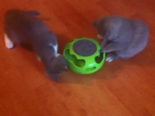 Lilou et... toujours la même souris...