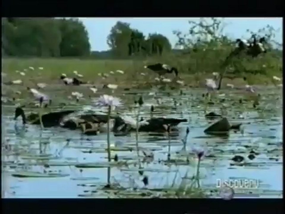 Discovery Channel - Território do crocodilo (completo)