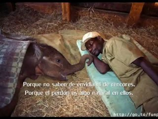 Ingrid Iribarren - ¿Por qué amar a los animales?