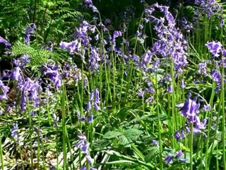 A walk in a Bluebell Wood - Prior's Wood, Bristol
