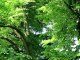 Relaxing Nature Scene - Wind Blowing through Tree Leaves - Zenitude Experience