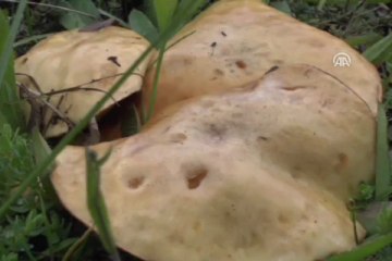 Doğadaki zehirli mantara dikkat