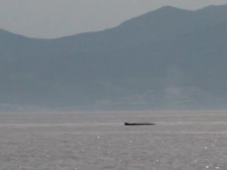 Baleine dans le golfe du Lion, mission BREACH printemps 2012