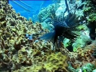 Honduras: a la caza del peligroso e invasivo pez león