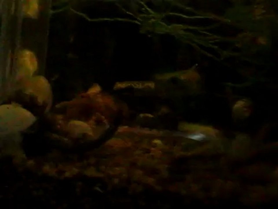 repro_betta_albimarginata