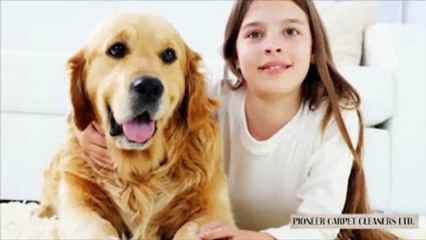 Carpet Cleaning Calgary Pioneer Carpet Cleaners