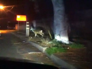 Ils provoquent la mort d'un chevreuil