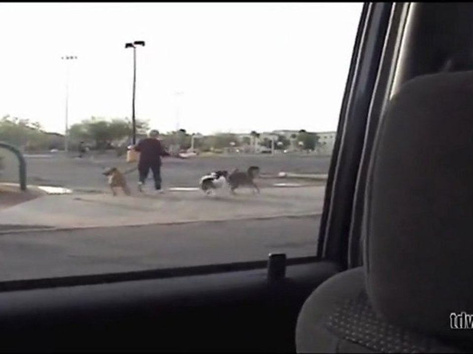 Klaxon Corne de train - Animaux Réaction Compilation