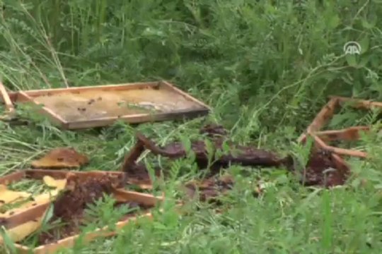 Ayı, arı kovanlarını parçaladı