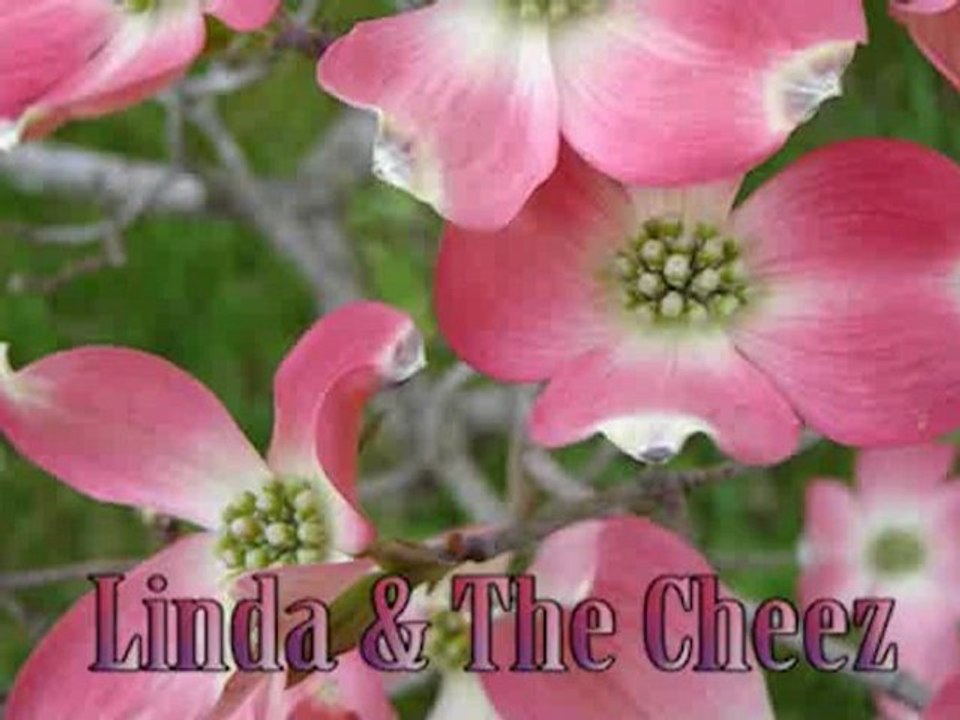 KATE BUSH - WUTHERING HEIGHTS (cover)