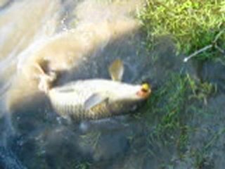 une belle carpe pour lio