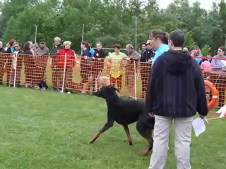 After agility samedi Trophée par équipe Narcastet 2012