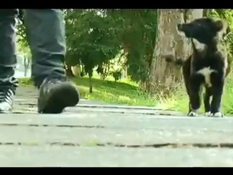 Ingrid Iribarren - Adopta a un perro de la calle