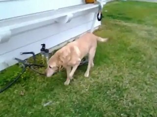 Labrador  with Arthritis and Joint Pain recovers!