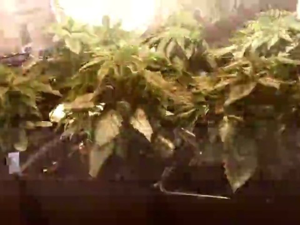grow day-19