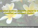 Dwarf Plumeria Plants Versus Compact Plumeria Plants