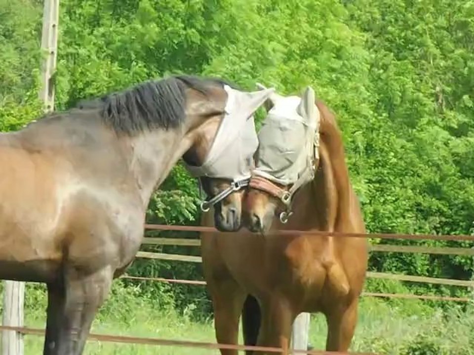 Le cri de la Youne =P