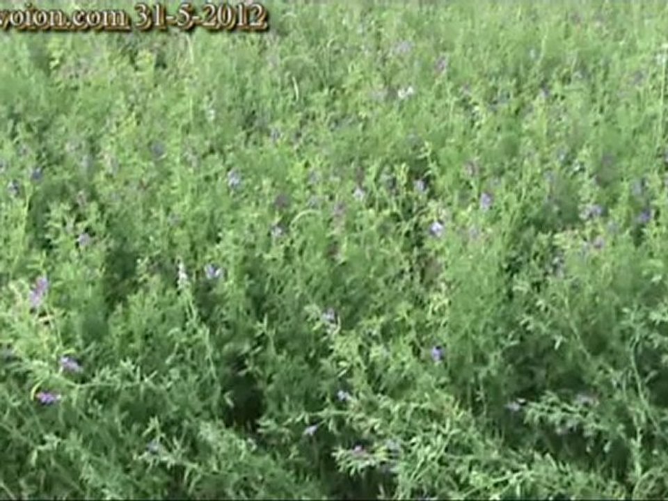 Tovoion News Channel ΚΟΒΟΝΤΑΣ ΤΡΙΦΥΛΛΙΑ ΣΤΟ ΠΥΛΩΡΙ ΒΟΪΟΥ 31-5-2012