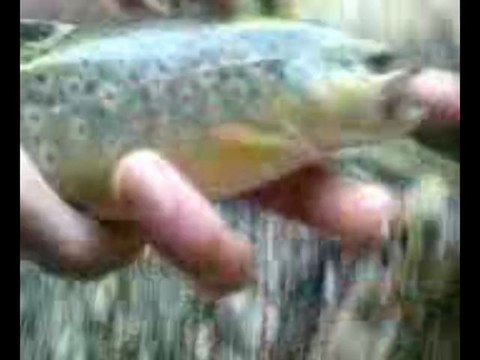 PLUSIEURS TRUITES A LA PECHE A LA NYMPHE AU FIL