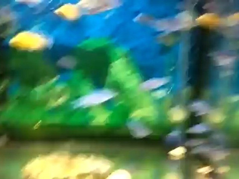 SATILIK CİKLET BALIKLARI