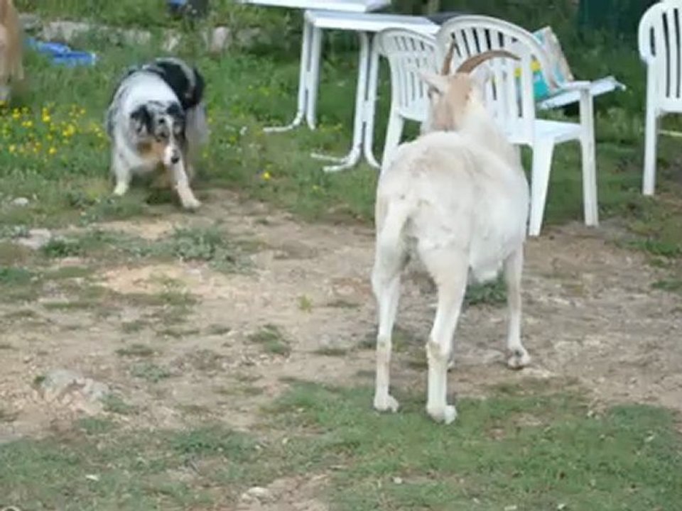 grisby blue ,je t'aime,moi non plus ma choupette