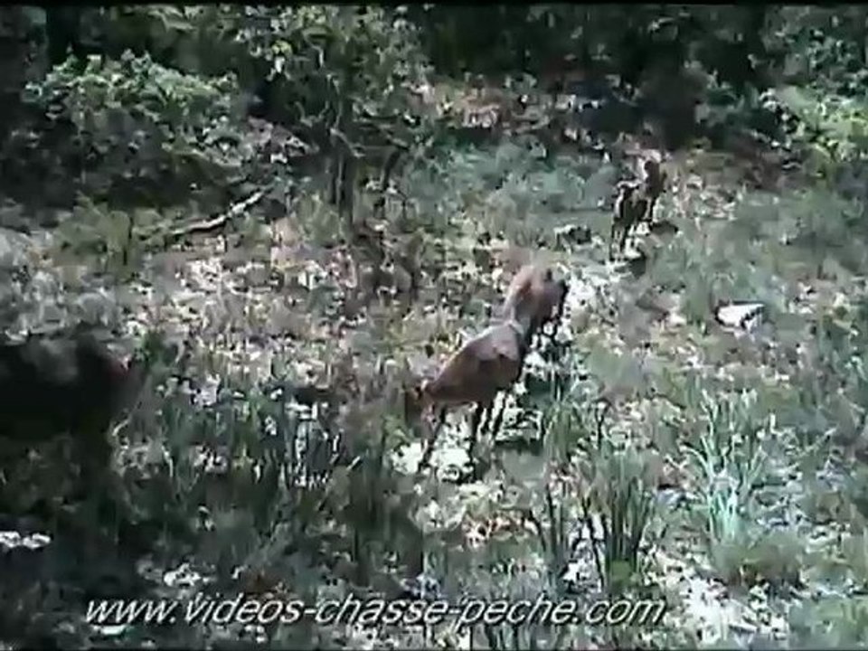 Mouflons - Caméra de surveillance Spypoint IR-5 - Piège photographique