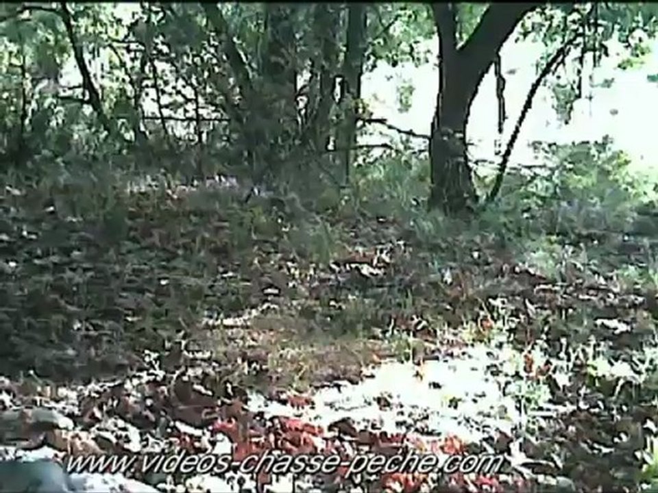 Tourterelles des bois - Spypoint IR 5 - Caméra de surveillance