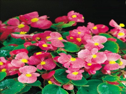 AHMET ACAR / SİVAS ON ÜÇ MAYIS 2012 ANNELER GÜNÜ