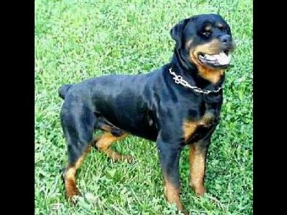 ingrid-iribarren-Top10-Los-Mejores-Perros-Guardianes