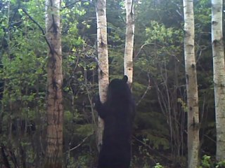 Clip d'ours 30 mai au matin 003