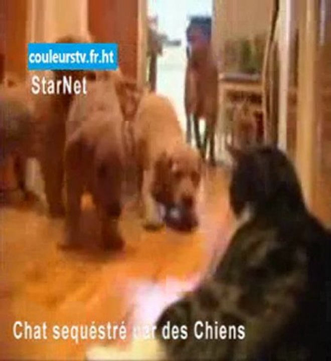StarNet N°8 du 01.06.12 - The Maze et Chat appeuré