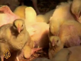 Chicken farmer restarts his business after Gaza war