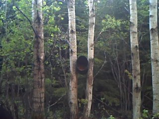 Clip d'ours 30 mai au matin 004