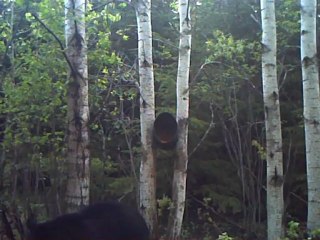 Clip d'ours 30 mai au matin 005