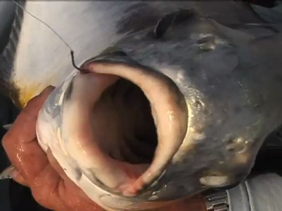 SFTV: Florida Keys Flats Magic Part 1