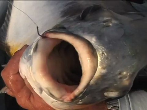 SFTV: Florida Keys Flats Magic Part 1