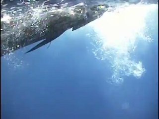 SFTV: Guatamala Pacific Fins Part 3