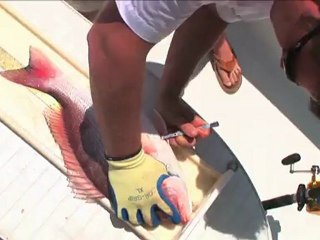 SFTV: Snapper Under Siege Part 1