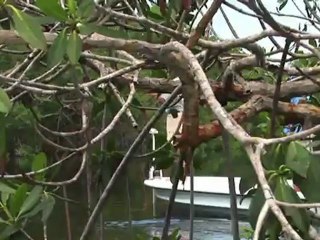 SFTV: Everglades Magic Part 4