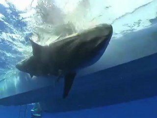 SFTV: Bermuda Tigers Part 2